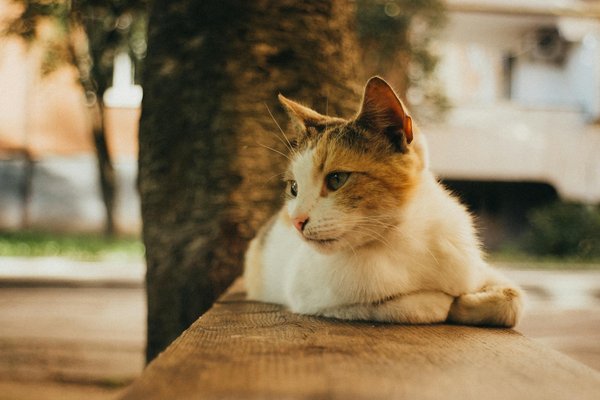 Verlangsamt joggen den alterungsprozess des gehirns? neueste forschungsergebnisse zu fitness und kognitiver leistungsfähigkeit entdecken!
