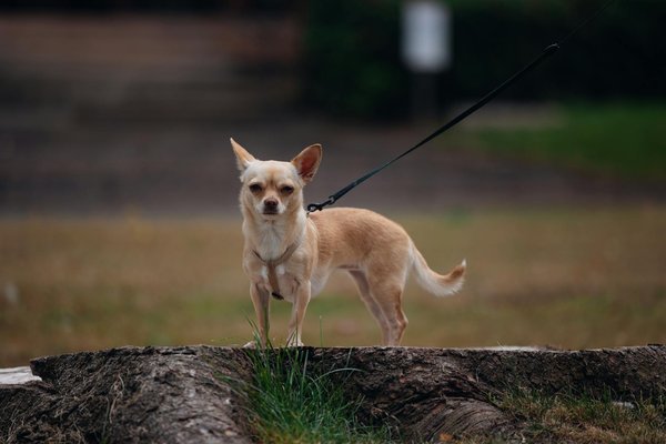 Präzision im basketball: innovative strategien zur optimierung ihres spiels